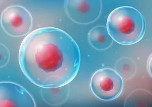 what are stem cells and what do they do 300x211 1