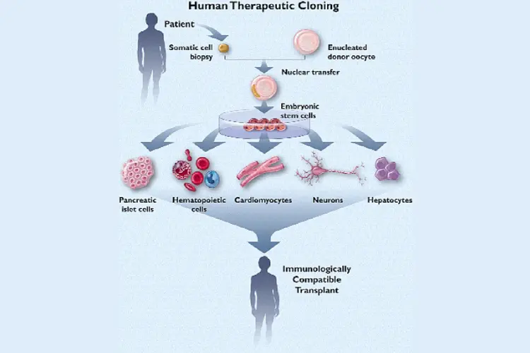 what is therapeutic cloning and what benefits might it offer